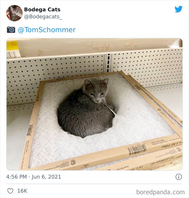 Коти, які відчувають себе власниками магазинів: яскраві фото - фото 476756