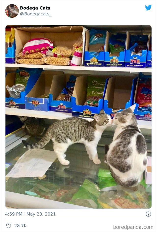 Коти, які відчувають себе власниками магазинів: яскраві фото - фото 476758
