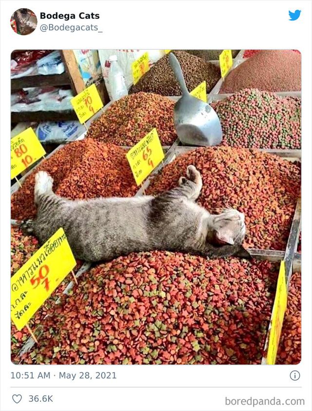 Коти, які відчувають себе власниками магазинів: яскраві фото - фото 476759