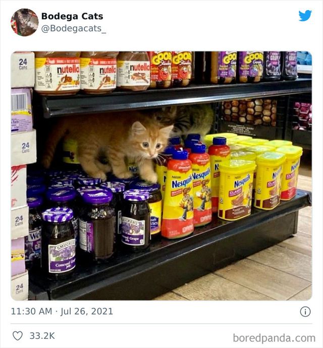 Коти, які відчувають себе власниками магазинів: яскраві фото - фото 476760