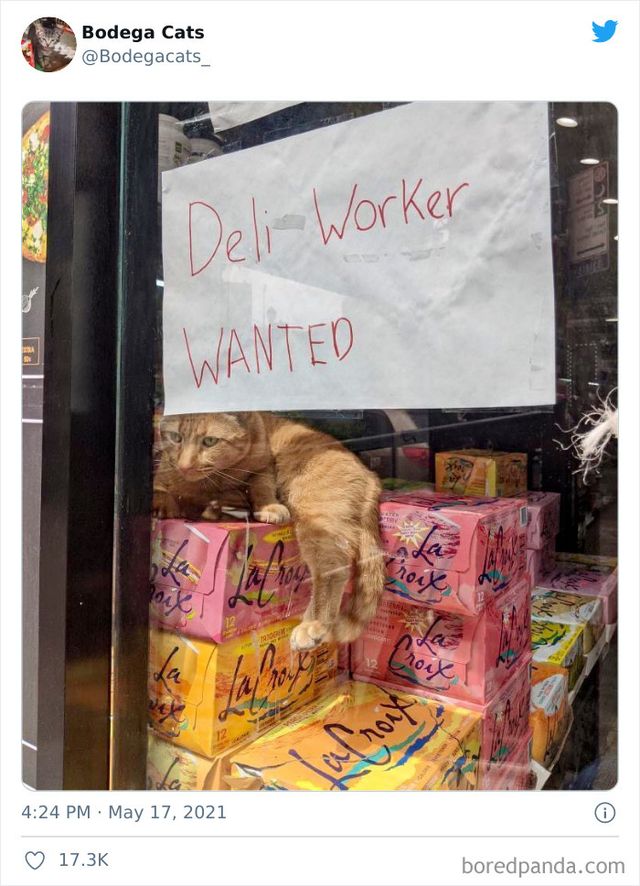 Коти, які відчувають себе власниками магазинів: яскраві фото - фото 476761