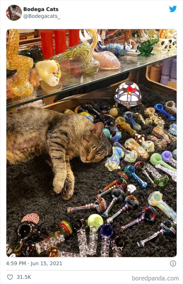 Коти, які відчувають себе власниками магазинів: яскраві фото - фото 476762