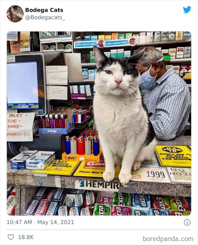 Коти, які відчувають себе власниками магазинів: яскраві фото - фото 476763