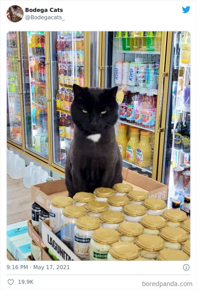 Коти, які відчувають себе власниками магазинів: яскраві фото - фото 476764