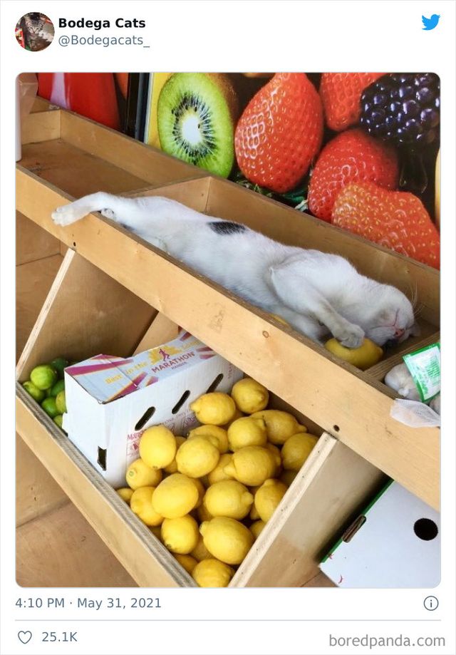 Коти, які відчувають себе власниками магазинів: яскраві фото - фото 476766