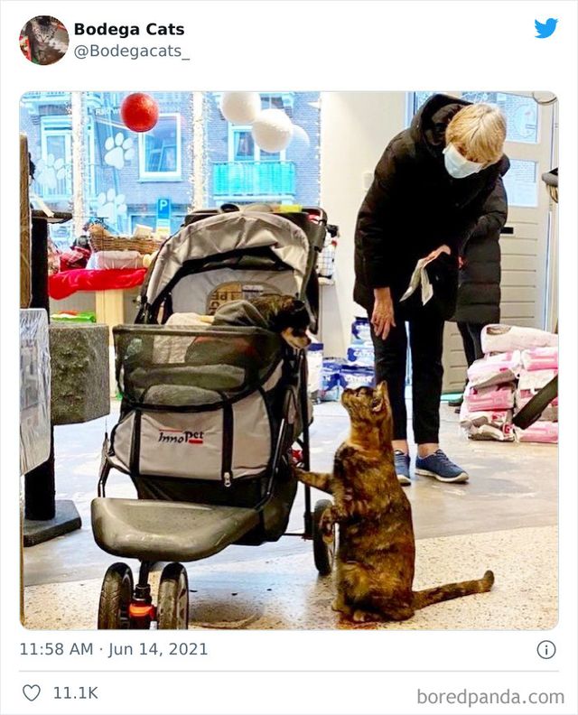 Коти, які відчувають себе власниками магазинів: яскраві фото - фото 476767