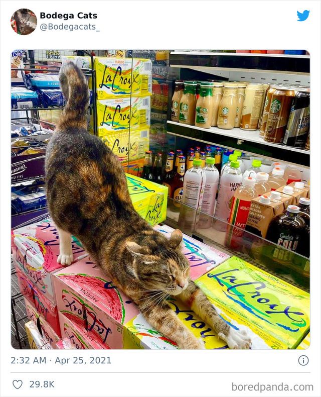 Коти, які відчувають себе власниками магазинів: яскраві фото - фото 476768