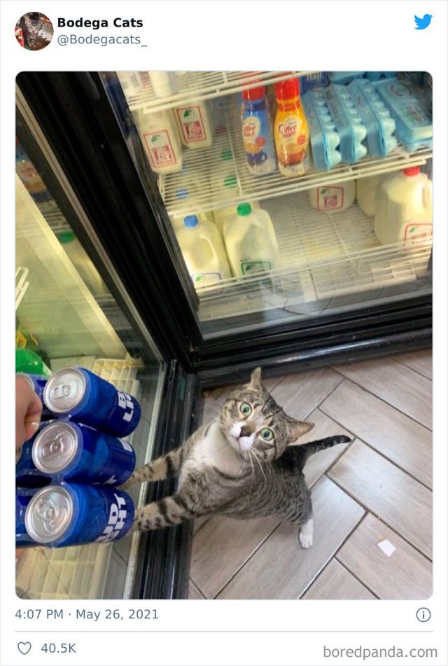 Коти, які відчувають себе власниками магазинів: яскраві фото - фото 476769