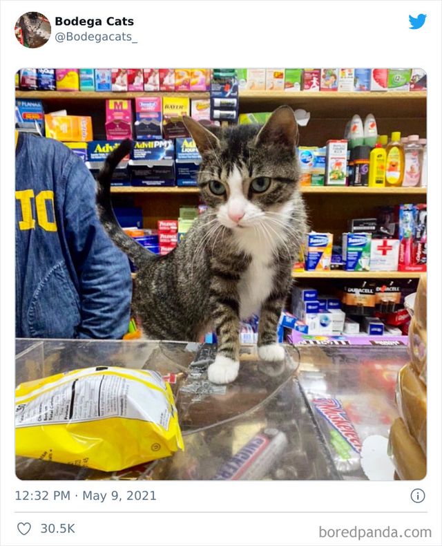 Коти, які відчувають себе власниками магазинів: яскраві фото - фото 476770