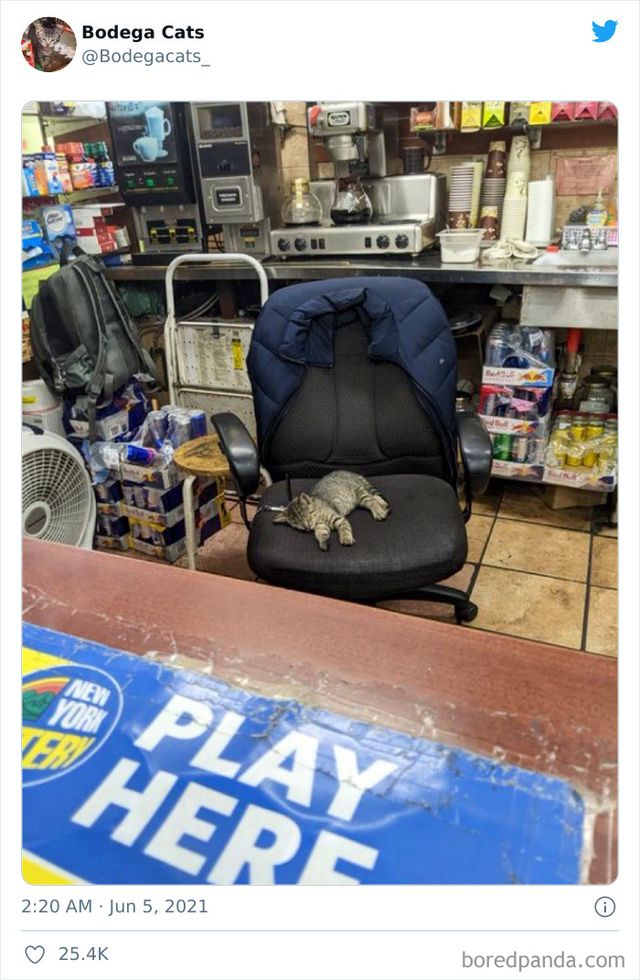 Коти, які відчувають себе власниками магазинів: яскраві фото - фото 476771