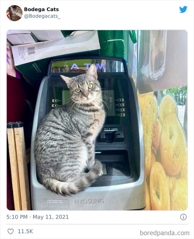 Коти, які відчувають себе власниками магазинів: яскраві фото - фото 476772