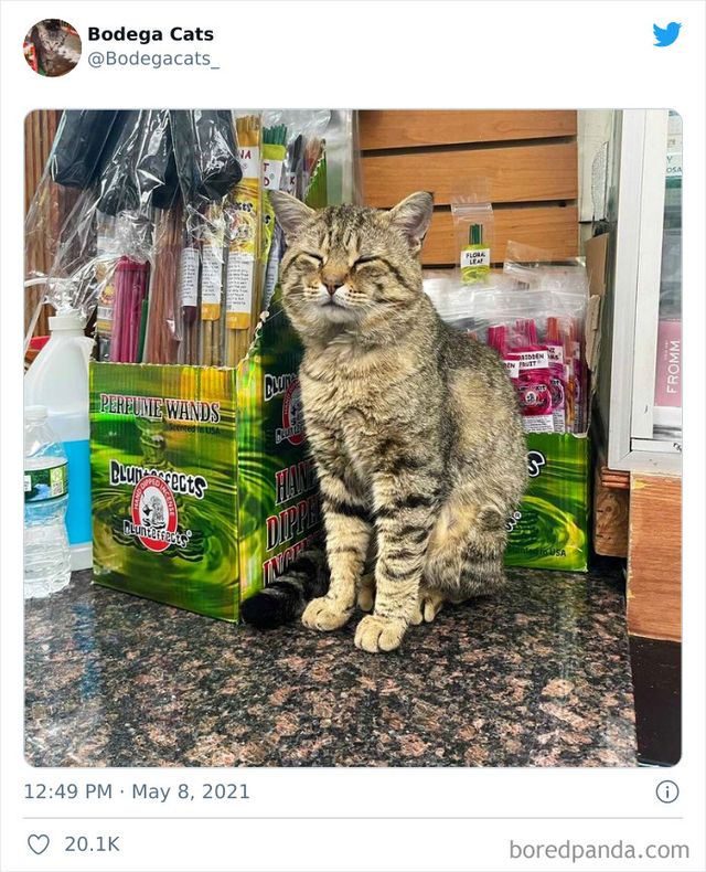 Коти, які відчувають себе власниками магазинів: яскраві фото - фото 476773