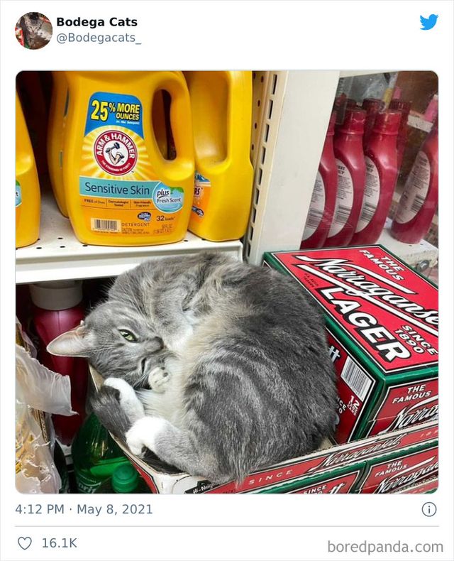 Коти, які відчувають себе власниками магазинів: яскраві фото - фото 476777