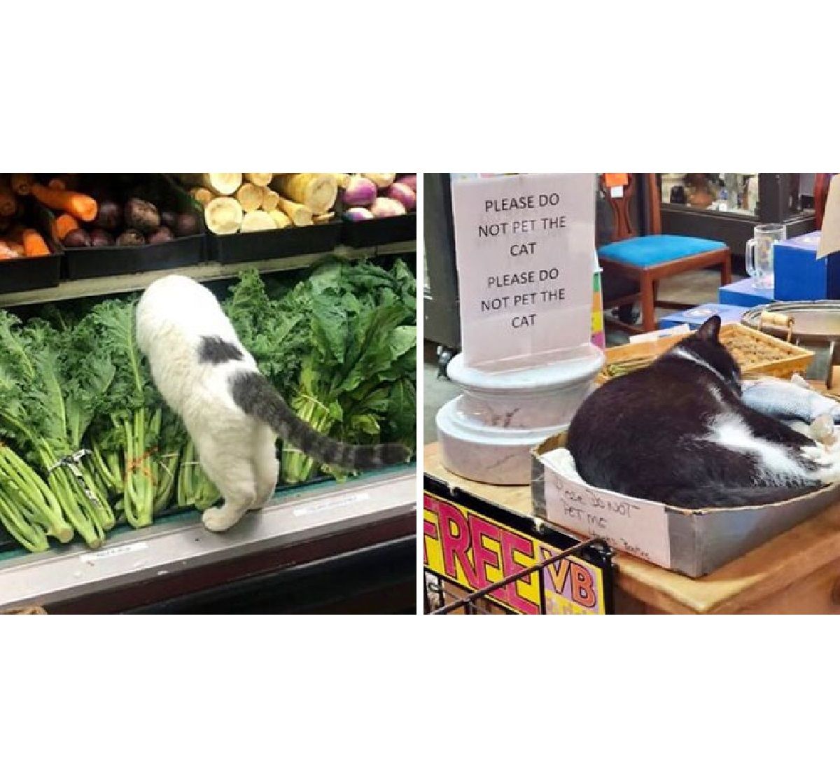 Коти, які мешкають у магазині - фото 1