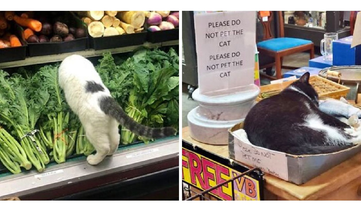 Коти, які мешкають у магазині - фото 1