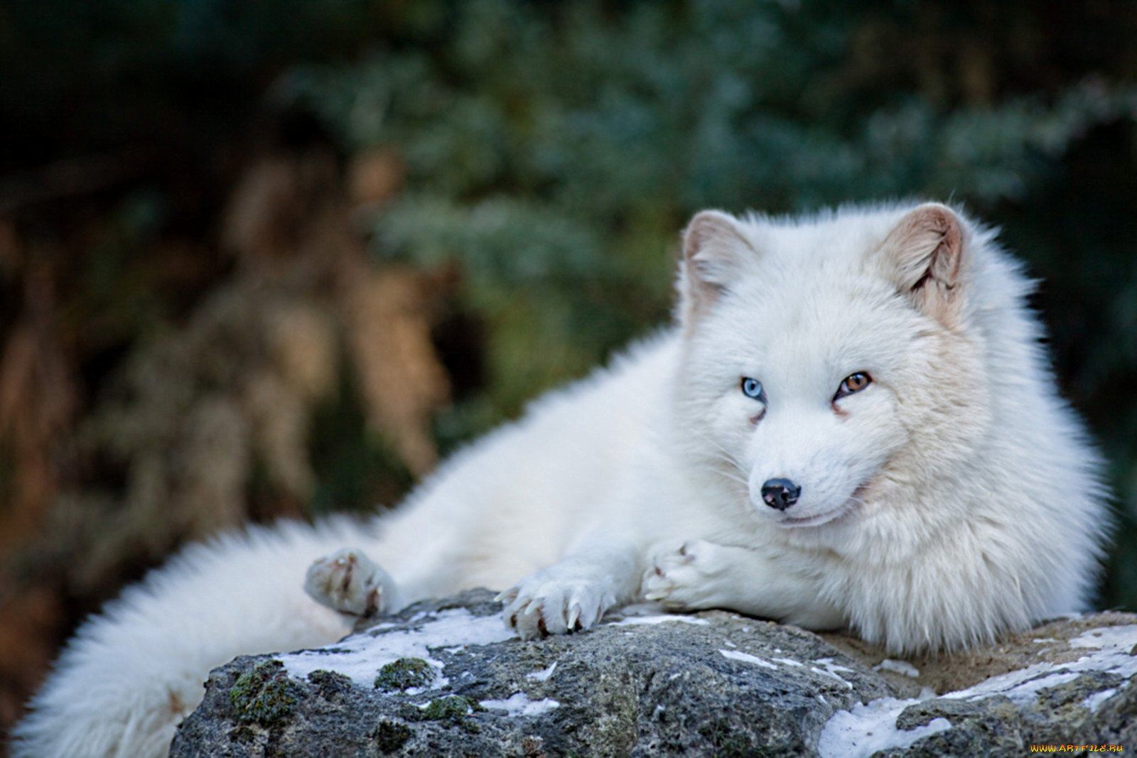 Один на мільйон: в Арктиці бачили песця з блакитними очима