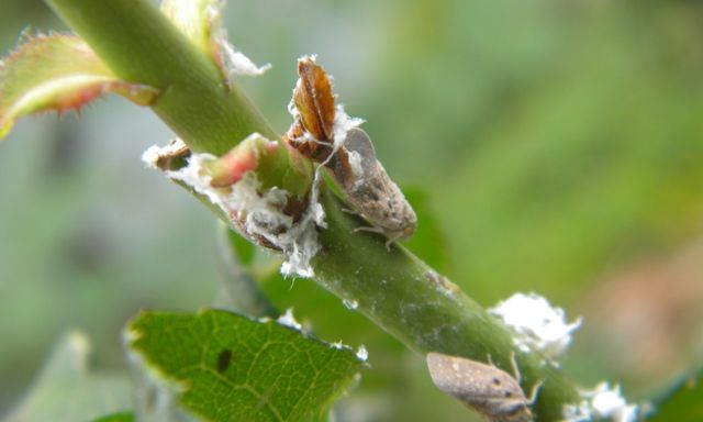 Американська тля атакувала міста Європи: фото - фото 477918