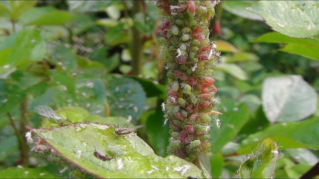 Американська тля атакувала міста Європи: фото - фото 477919