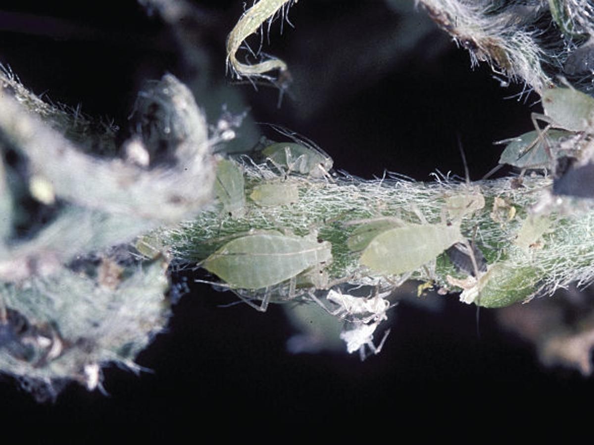 Американська тля - фото 1