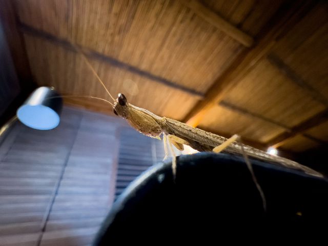 Професійний фотограф протестував камеру новенького iPhone 13 Pro: круті фото - фото 478004