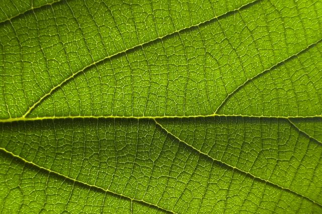 Професійний фотограф протестував камеру новенького iPhone 13 Pro: круті фото - фото 478009