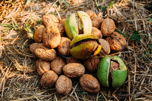 Сушка горіхів на вулиці- фото 478058