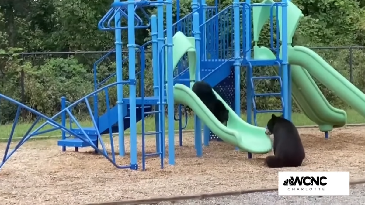 Дивіться, як ведмежа разом з мамою катаються на дитячих гірках: вірусне відео