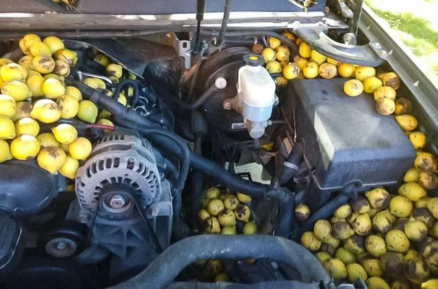 Білки окупували пікап Chevrolet і влаштували там склад з горіхами: фото - фото 478887