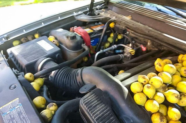 Білки окупували пікап Chevrolet і влаштували там склад з горіхами: фото - фото 478888