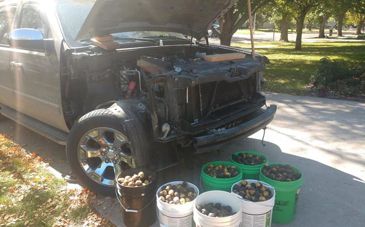 Білки окупували пікап Chevrolet і влаштували там склад з горіхами: фото