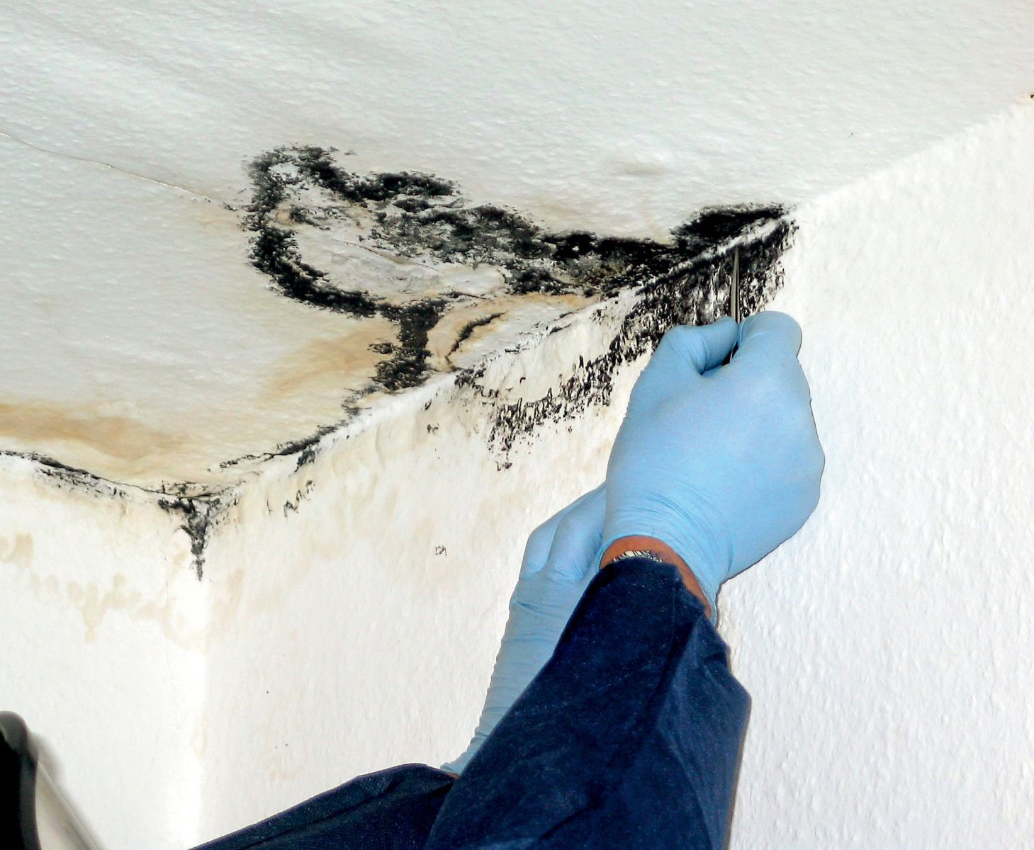 Як вивести грибок у квартирі раз і назавжди