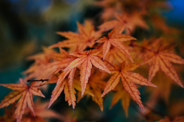 3 жовтня 2023 – яке сьогодні свято: традиції, заборони і прикмети - фото 478939