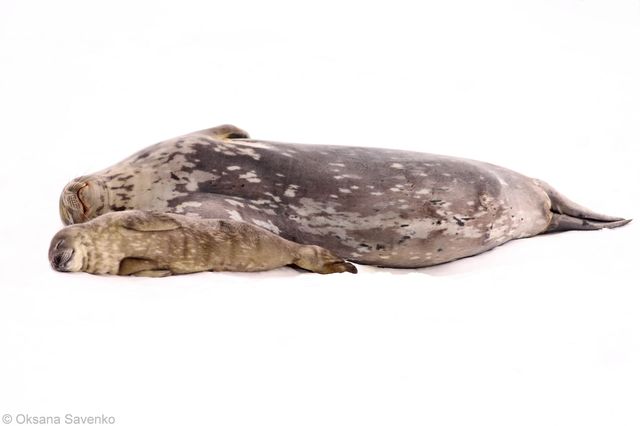 Українські полярники зі станції Вернадського показали на фото новонароджених тюленів - фото 479200