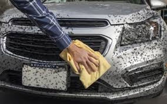 Як доглядати за авто восени: 9 порад, які допоможуть водіям легко пережити осінь - фото 479231