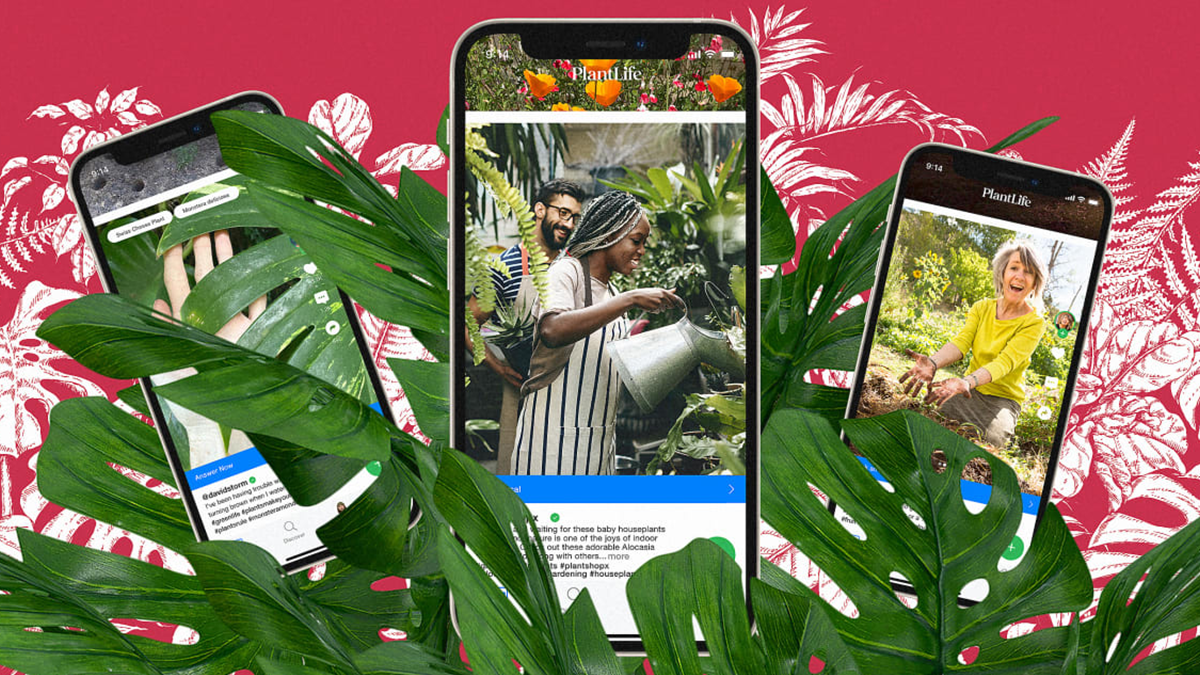 З'явилася соцмережа для любителів домашніх рослин