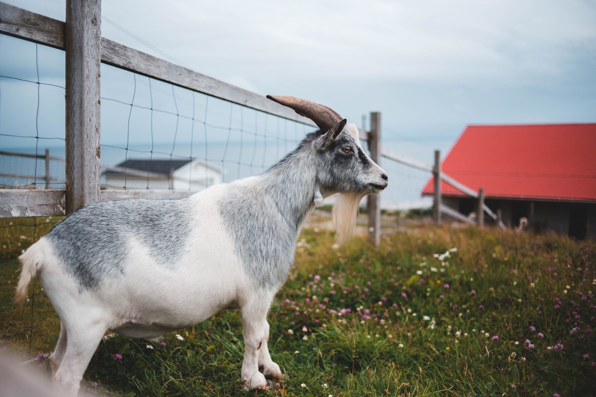 У Каліфорнії запобігатимуть лісовим пожежам за допомогою кіз