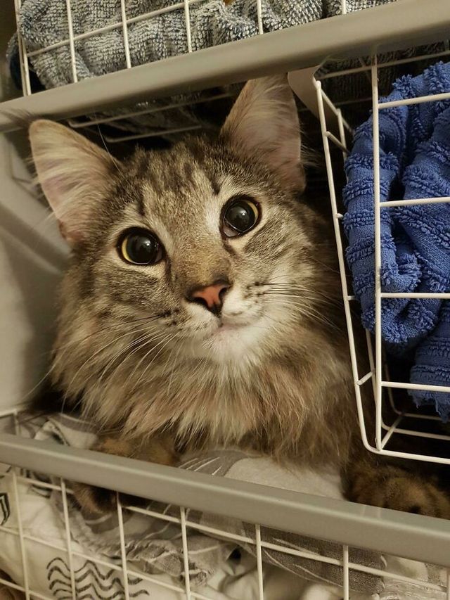 farpoke - фото 479517