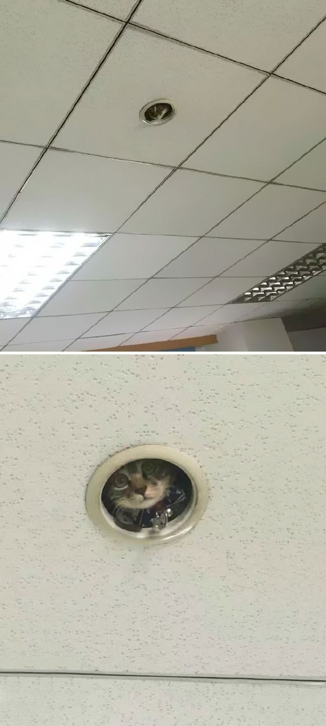 omocha_no_uma - фото 479518