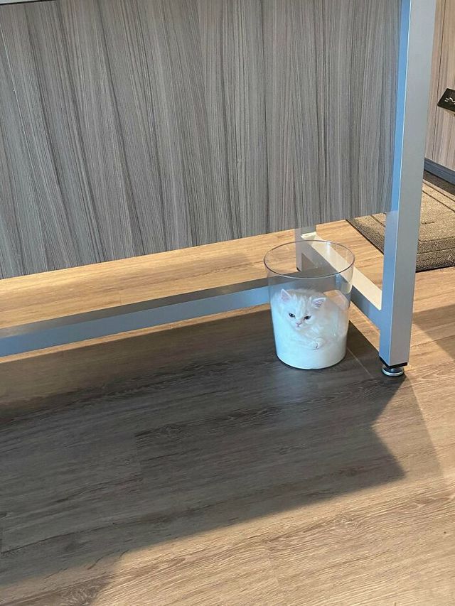 teddycat0420 - фото 479528