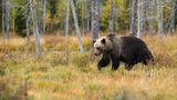 На Алясці вибрали найтовстішого ведмедя: як він виглядає