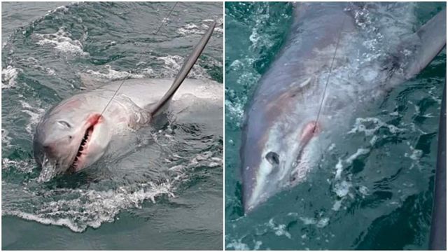 Рекордний улов: чоловік спіймав 250-кілограмову акулу – фотофакт - фото 479649