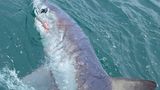 Рекордний улов: чоловік спіймав 250-кілограмову акулу – фотофакт