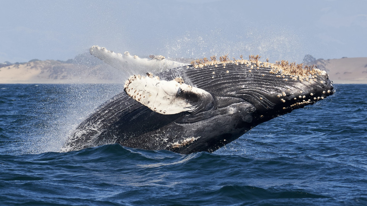 На щастя, горбатих китів вдалося врятувати - фото 1