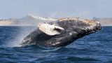В Аргентині врятували двох горбатих китів: зворушливе відео операції