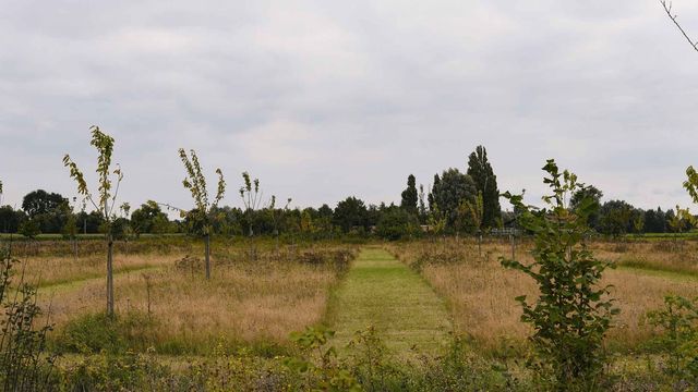 У Бельгії відкрилося перше у світі екологічне кладовище: у чому полягає його концепція - фото 479857