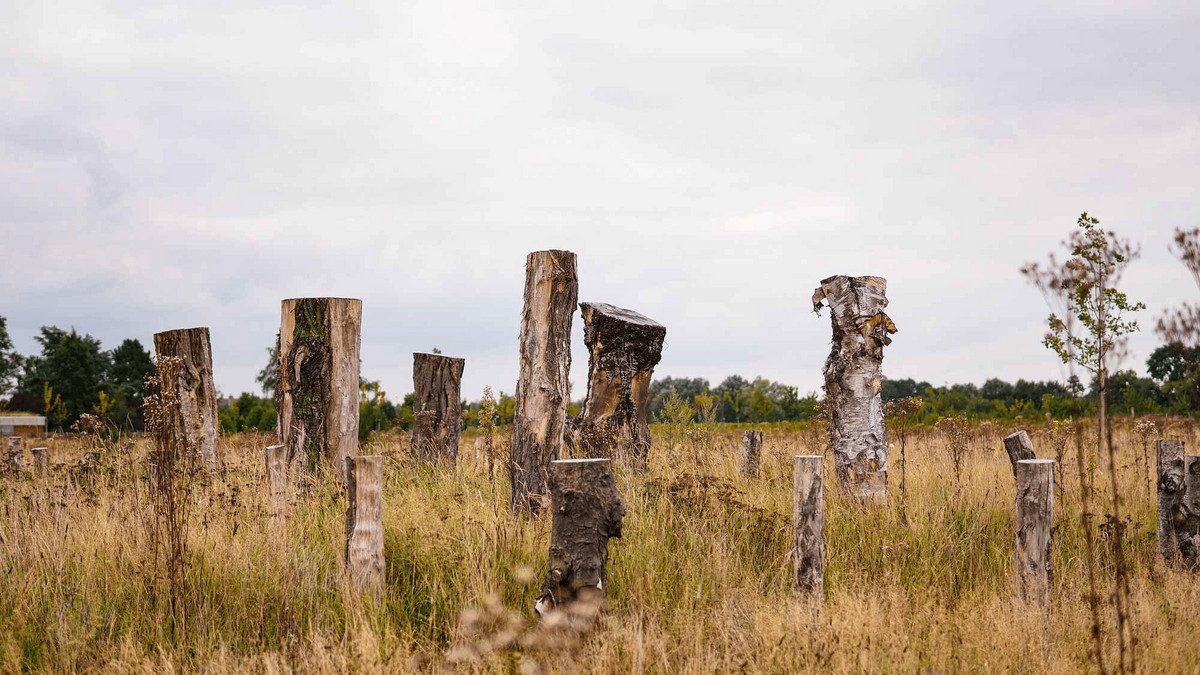 У Бельгії відкрилося перше у світі екологічне кладовище: у чому полягає його концепція - фото 1