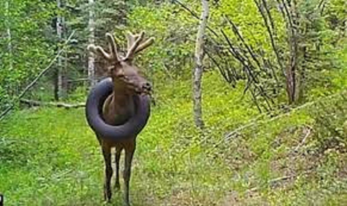 У США врятували дикого оленя, який два роки бігав з покришкою на шиї - фото 1
