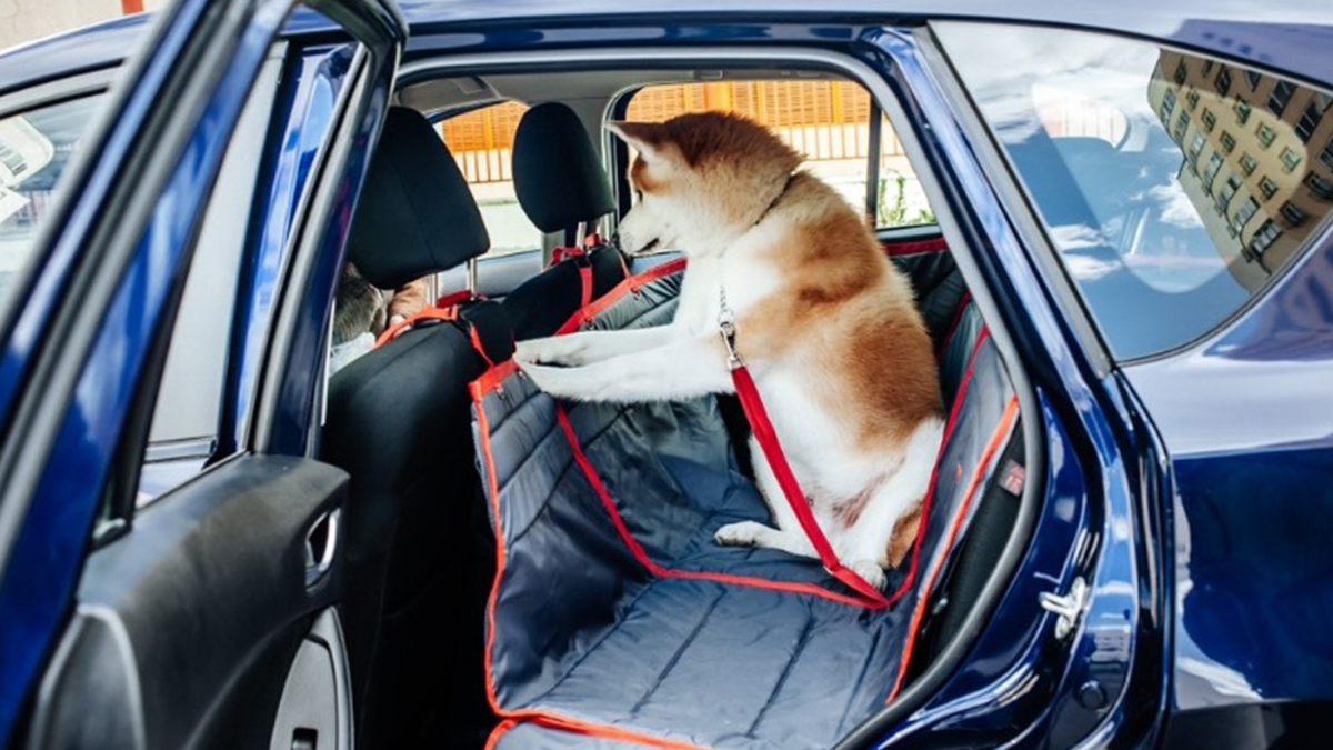Як очистити салон машини від шерсті тварин: проста хитрість для водіїв