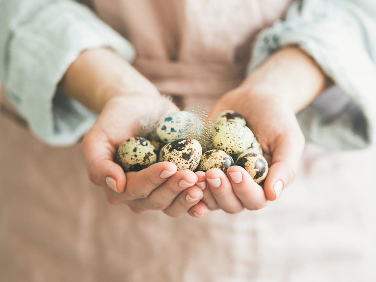 Перепелині яйця - фото 1