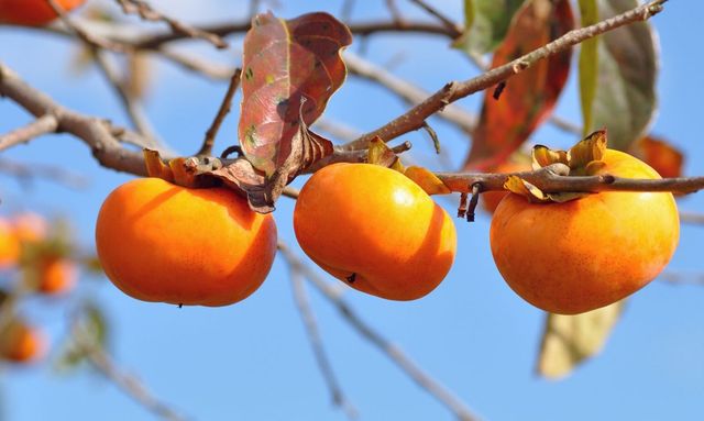 Ягода хурма- фото 480941